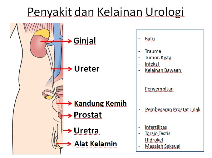 Hasil gambar untuk urologi